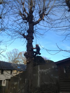 élagage arbre