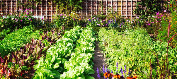 calendrier potager