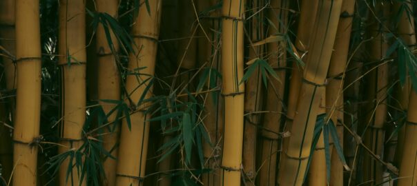 tuer le bamboo