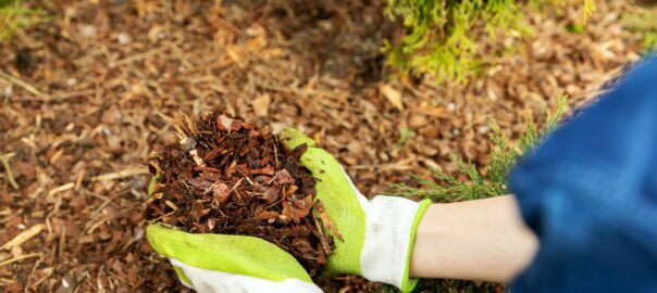 ajouter du paillage sous les arbres pour préparer l'hiver
